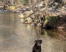 Yoda playing in the water Yoda playing in the water