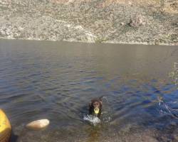 Yoda playing in the water Yoda playing in the water