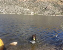 Yoda playing in the water Yoda playing in the water