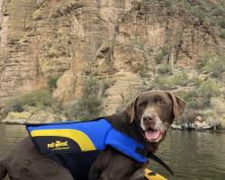 Yoda taking a boat ride Yoda taking a boat ride